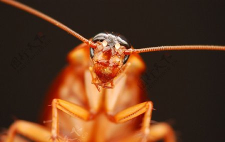 蟑螂图片