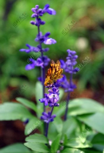 紫花上的大黄蜂图片