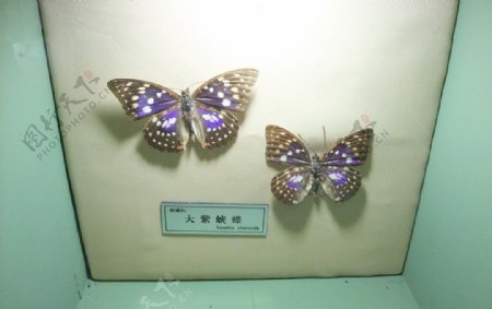 大紫峡蝶图片
