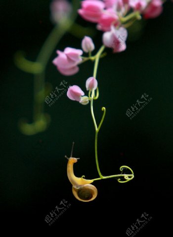 花蜗牛图片