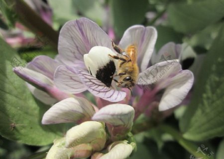 蚕豆花蜜蜂图片