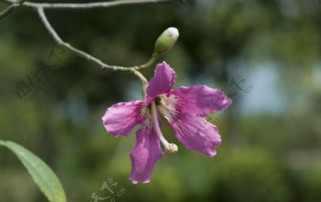 唯美紫荆花图片