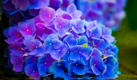 紫蓝色绣球花图片