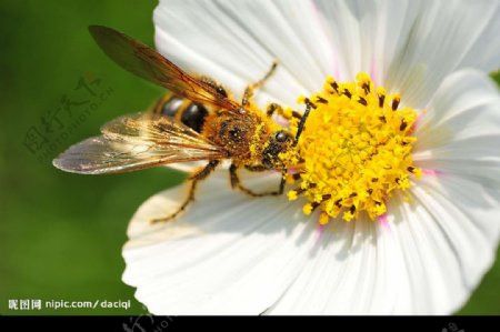 蜜蜂采蜜特写数码高清图片