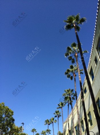 洛杉矶椰子树图片