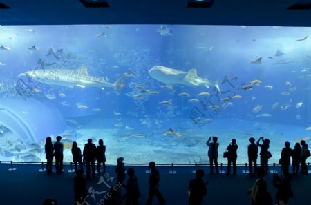 冲绳美丽海水族馆图片