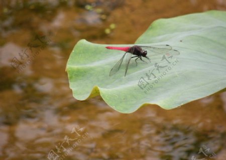 夏荷蜻蜓图片
