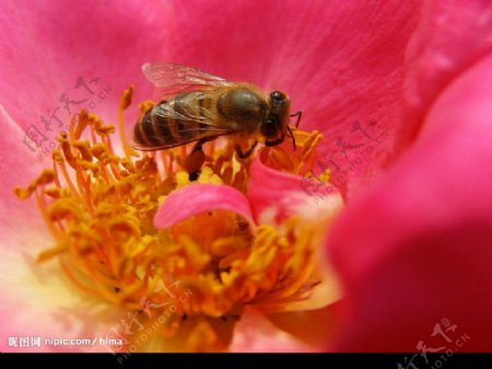 蜜蜂花蕊玫瑰图片