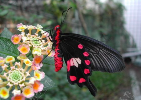 红纹凤蝶图片