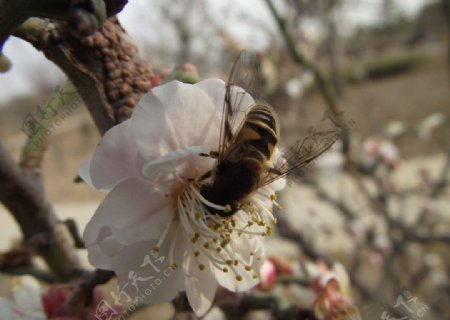 梅花蜜蜂图片