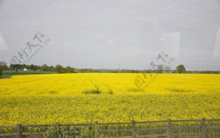 英国农田里的油菜花图片