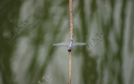 小蜻蜓高空走钢丝图片