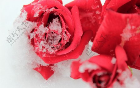 雪中玫瑰图片