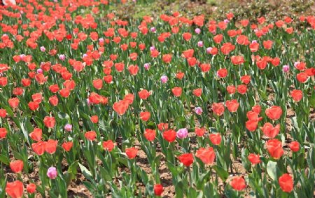 郁金香花海图片