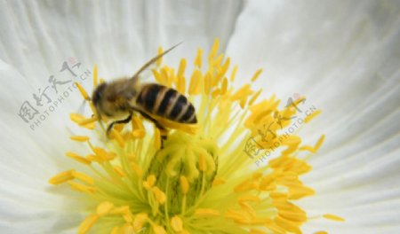 白色花上的蜜蜂图片