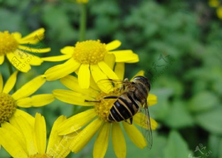 花中蜜蜂图片