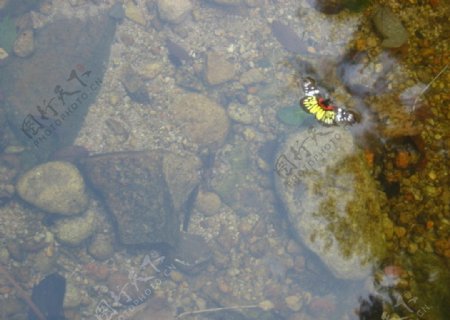 深山泉水上漂浮着的蝴蝶图片