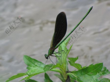 蜻蜓昆虫生物世界摄影图库摄影自然图片