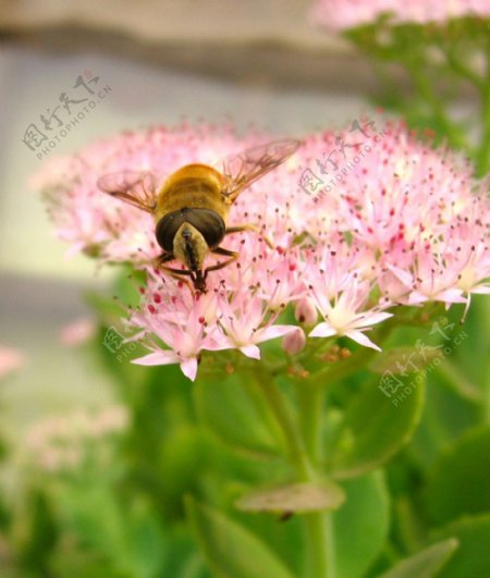 春夏之交蜜蜂采蜜图片