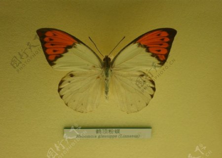 鹤顶粉蝶图片