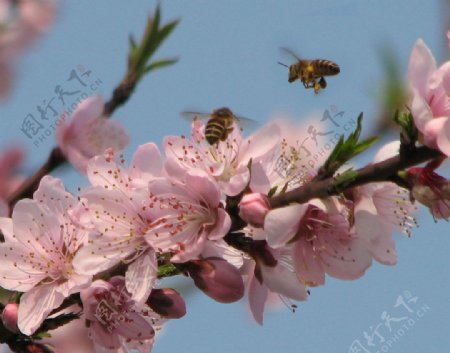 蜜蜂桃花图片