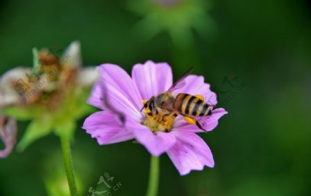 蜜蜂与格桑花图片