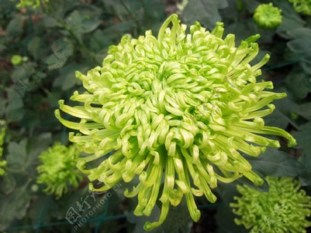 绿色菊花图片