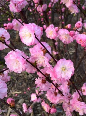 榆叶梅梅花图片