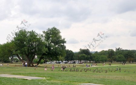 华盛顿广场公园的绿地图片