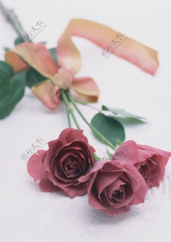 紫红玫瑰图片