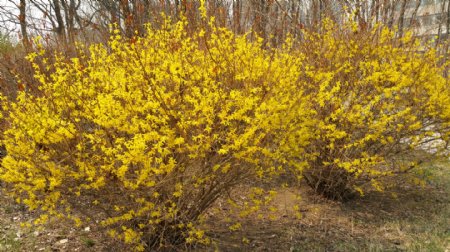 春天满树的黄色连翘花图片
