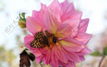 蝴蝶蜜蜂瓢虫花朵图片