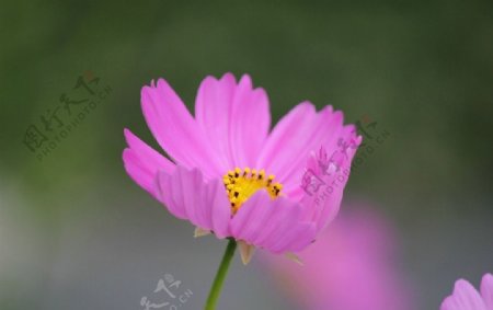 粉红色的小花图片
