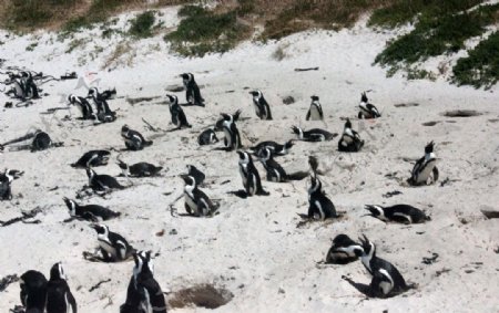 南非企鹅图片