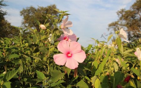 芙蓉葵花图片