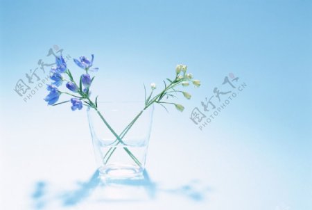 蓝白水仙花图片
