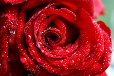 水珠玫瑰花图片
