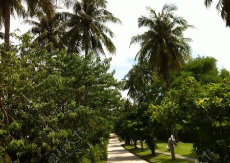 普吉岛椰林图片