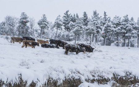 雪中觅食牛群图片