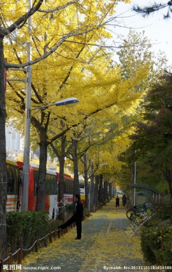 韩国秋天银杏树风景图片