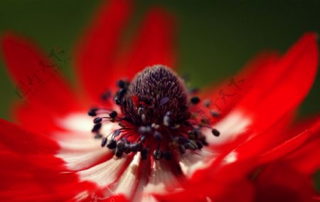 红花花蕊图片