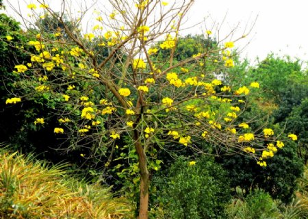盛开的黄花树图片