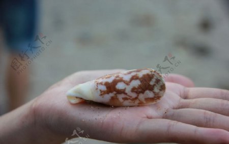 塞班岛贝壳海螺图片