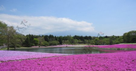富士山芝樱园图片