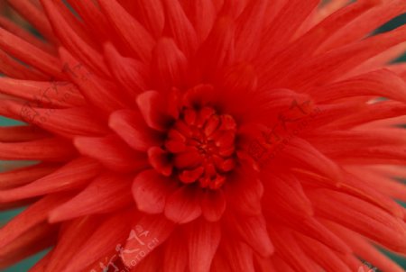 唯美红菊图片