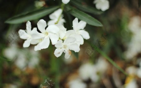 夹竹桃花朵白色花朵图片