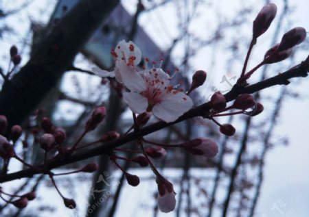 春暖梨花开图片