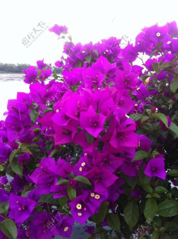 紫色三瓣花图片