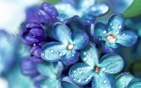 蓝紫色花朵图片