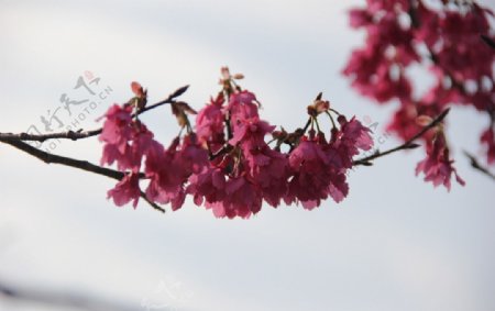 永福樱花图片